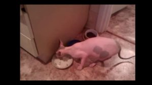 Кот говорит "нормально"