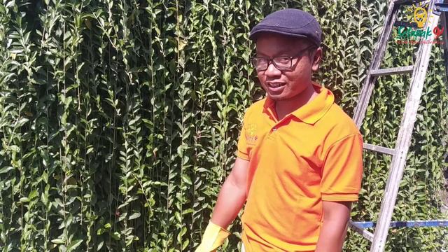 Memangkas dan merawat lee kuan yew agar tidak gondrong awut awutan смотреть онлайн