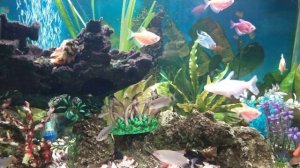 Аквариум, aquarium,петушок, лабео, барбус, тернециа, данио,  Макрогнаты, раки, нанаакари,долари, 4k