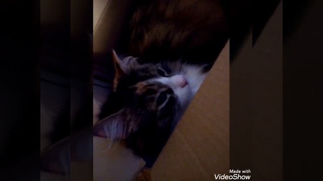 МОЯ НОВОСТЬ: Shery💋мур в ожидании РОК ФЕСТИВАЛЯ🎸🎤