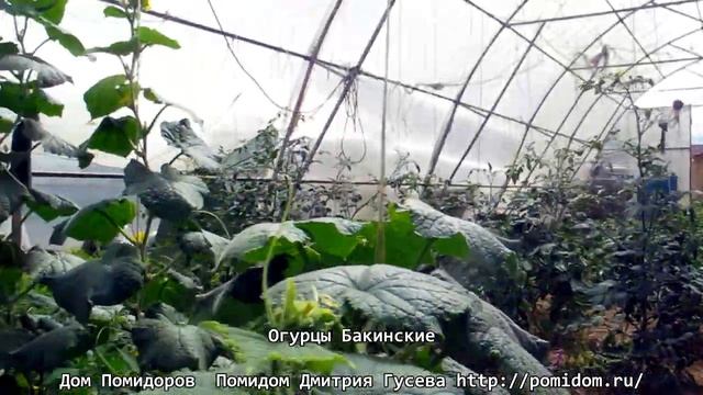 Огурцы Бакинские. Одни из самых вкусных и ароматных огурцов! Это не гибрид смотреть онлайн