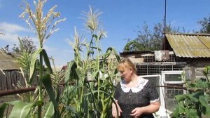 Как определить зрелость кукурузы.