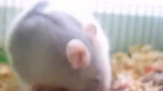 Как рождаются крысеныши#