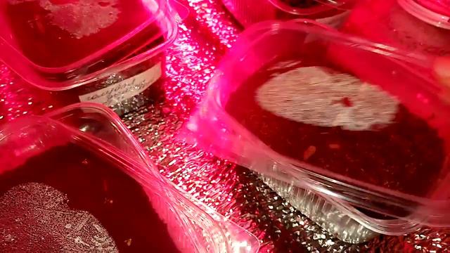 КАК ПОСЕЯТЬ ЭУСТОМУ/НАЧАЛО СЕЗОНА 2020! смотреть онлайн