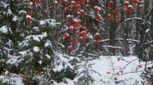 Охота на рябчика - силками