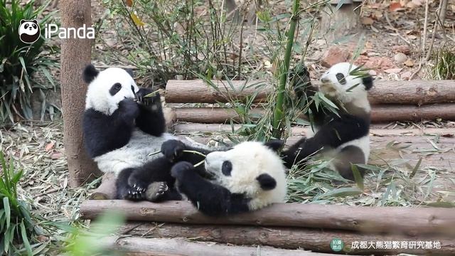 The Spring Entertainment Of Giant Pandas | iPanda смотреть онлайн