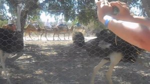 Страусы бегают и кричат