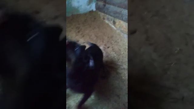 Немецкий ягдтерьер Ведьма от Хондо од Неговановича и Золли Злючий Зверь смотреть онлайн