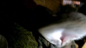 ФЛАНДР-ГИГАНТСКИЕ КРОЛИКИ ПРОДАЮТСЯ +77759901130