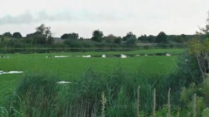 ПИСТИЯ возвращается! Водяной салат из страшных снов на р. Северский Донец