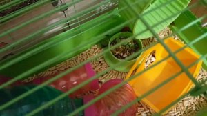 Как уговорить родителей купить второго хомячка