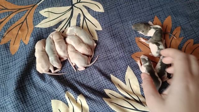 КРЫСА РОДИЛА ОЧЕНЬ МНОГО КРЫСЯТ! КРЫСЯТАМ 10 ДНЕЙ ОТ РОДУ!