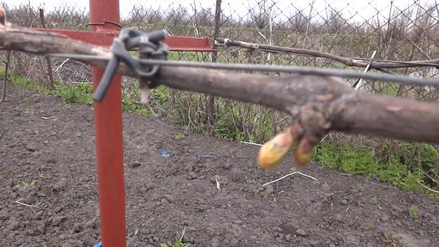 Последствия апрельского заморозка.