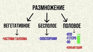 Ботаника.Зелёные водоросли.