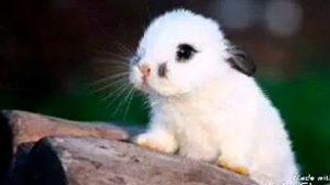 Песня кролик поёт про морковку.