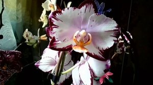 Орхидея Dips. Ever Spring Prinse или Легенда!!!! восковая Orchid phalaenopsis LEGENDA ..mp4