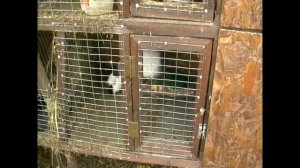 РАЗВЕДЕНИЕ КРОЛИКОВ С НУЛЯ. ЛИЧНЫЙ ОПЫТ. 6 МЕСЯЦЕВ.