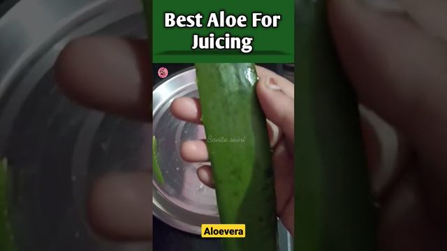 real aloe for juicing || #ediblealoevera #shortsfeed #short @savitasaini333