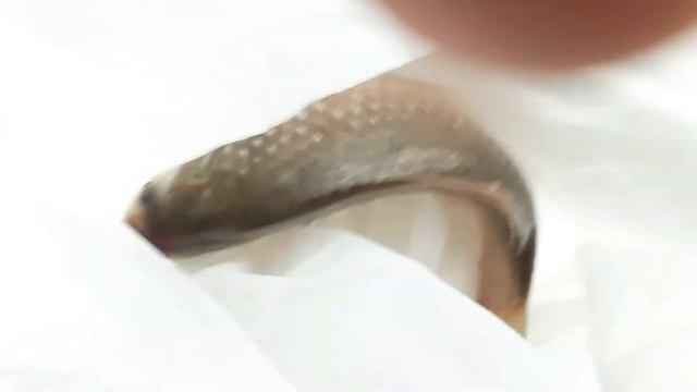 Караси с базара пожарить. часть 1. смотреть онлайн