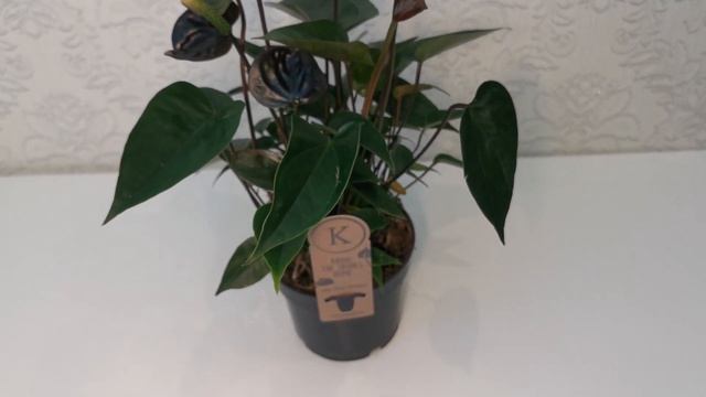 #ЦветыВместе Anthurium Karma Black Антуриум Карма Блэк 12/45