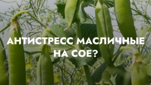 Антистресс Масличные на СОЕ