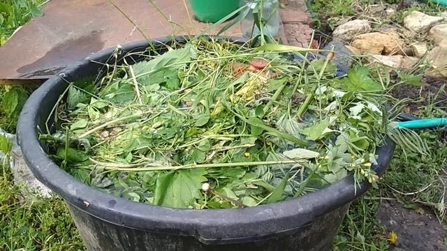 Травяной настой - Шикарное удобрение для ваших растений смотреть онлайн