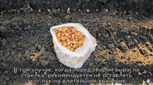 Когда сажать лук севок на Урале