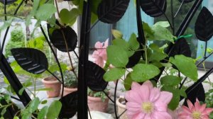 [Clematis] Little Mermaid at my front garden