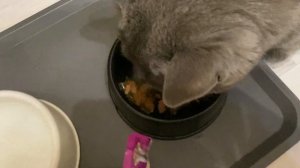 Влажный корм для кошек WHISKAS кусочки в желе с курицей