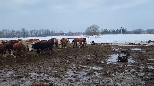 РАБОТАЕМ С ГЕРЕФОРДСКИМИ БЫЧКАМИ. ИССЛЕДОВАНИЯ НА ЛЕЙКОЗ..... в кфх Дик