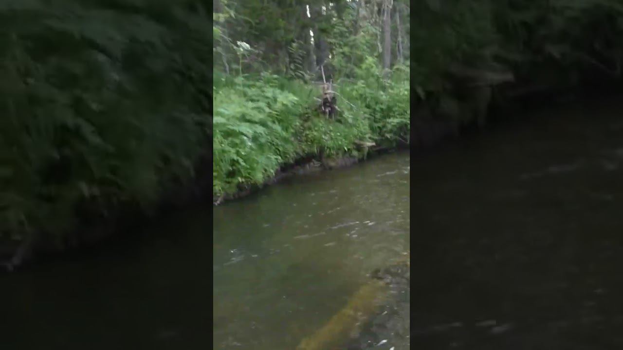 1212 Рыбное место около ствола РЫБАК испугал рыбу #дмитрийяков #рыбалка #fishing #выживалово #охота