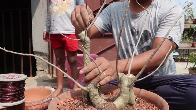 Creating Bonsai Design from Wild Collected Material | My First Wild Collected Bonsai Material смотреть онлайн