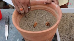 How to Grow Turmeric/Haldi  Plant in Container at Home  (With Updates)