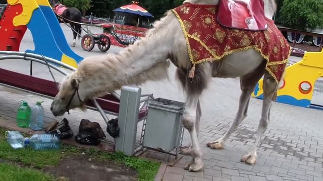 Тюмен верблюды -отдых в Тюмени смотреть онлайн