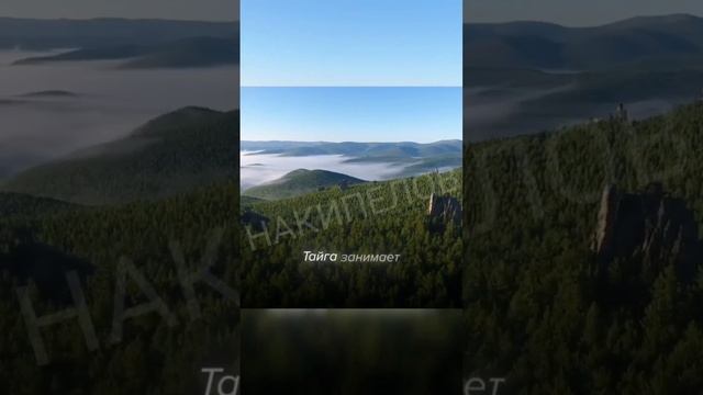 СКОЛЬКО ЖИВУТ КЕДРЫ И КАКОЕ ДЕРЕВО САМОЕ ПРОЧНОЕ ? #shorts смотреть онлайн