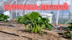 уход за клубникой и земляникой весной