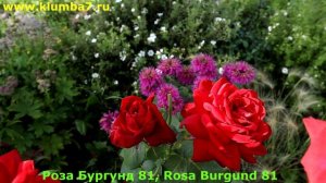 Одни из самых лучших красных сортов роз! Насышенный красный цвет роз + аромат + обильное цветение!