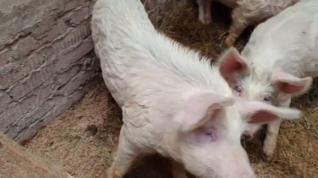 Свино-Панк!?? (Новая порода - помесь обычной свиньи с кабаном пуховой мангалицы) смотреть онлайн