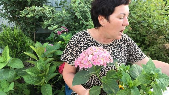 Важно знать о гортензии. Красим или нет новинки. смотреть онлайн