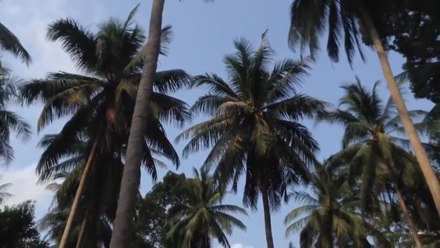 Обезьяна раб! смотреть онлайн