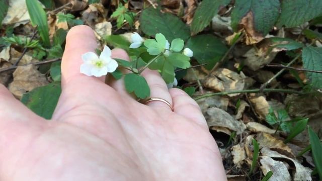 В лес за витаминами!!! Лесная съедобная витаминная зелень. Салат + десерт. Трускавец. 27.03.2020. смотреть онлайн