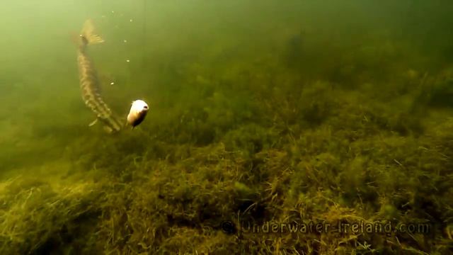 Fishing weird crazy pike attack it was killed later. Рыбалка необычное поведение щуки на охоте атак смотреть онлайн