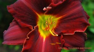 Лилейник гибридный Эд Мюррей (ed-myurrey) 🌿 обзор: как сажать, саженцы лилейника Эд Мюррей