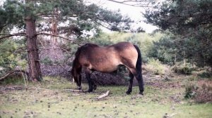 Wild Ponies | Rowan Berries Ripen | Microseasons | No.14