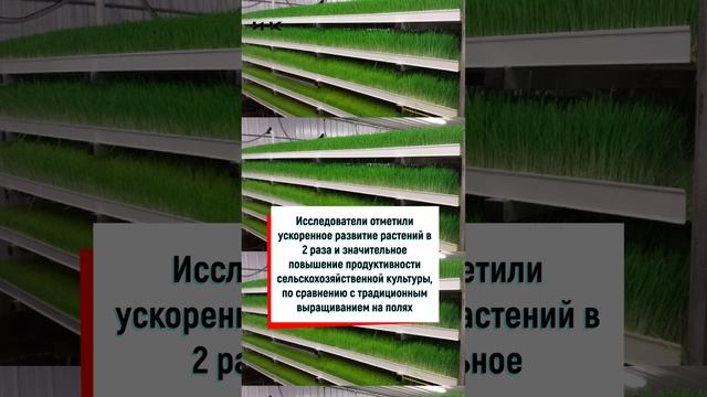 Рис на гидропонике,  наука, Волгоград, ученые, наука в России, Волгоградская, #shorts