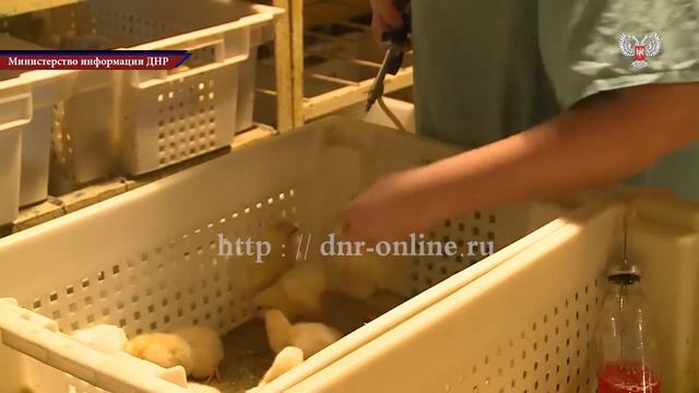 24.12.15 - СООО "Зугрэсский племптицерепродуктор" обеспечивает ДНР мясом птицы и яйцом - Мининформ смотреть онлайн