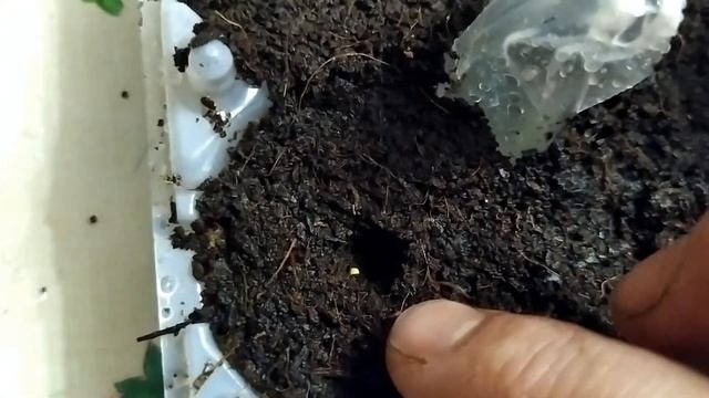 Торения. Выращивание из семян.