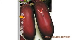 Свекла столовый Цилиндра (tsilindra) ? свекла Цилиндра обзор: как сажать семена свеклы Цилиндра