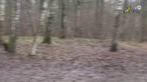 Доберман и кадебо, грязные танцы, в новый год