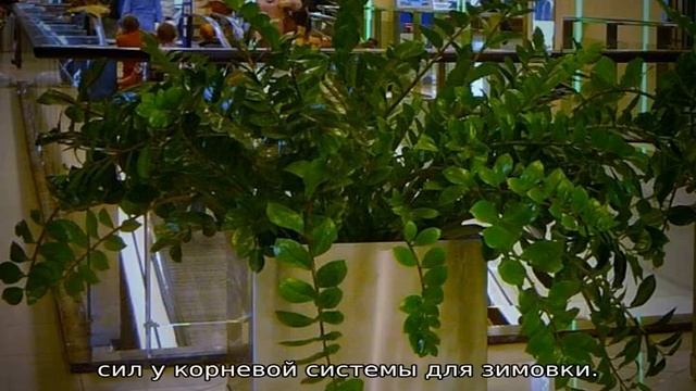 Когда сажать многолетние цветы